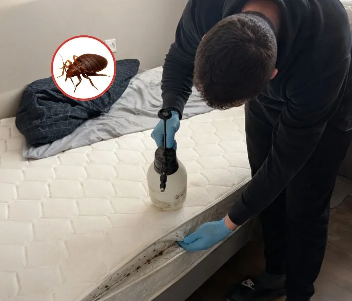 Technicien traitant un matelas contre les punaises de lit à Rambouillet